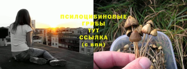 прущие грибы Новодвинск